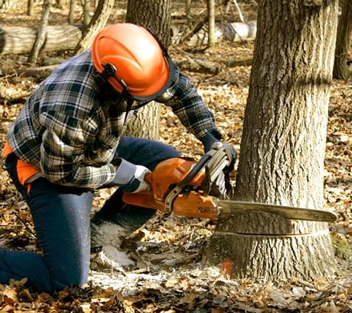 Tree Removal in Cleo Springs, OK